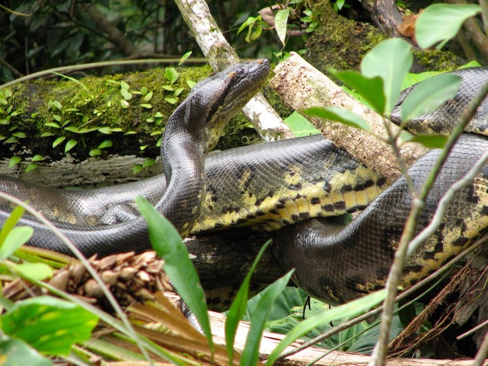 Ecuador-Amazon-Snake