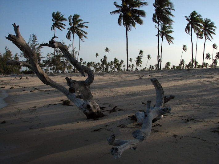 Mozambique-best-beach-palm-trees