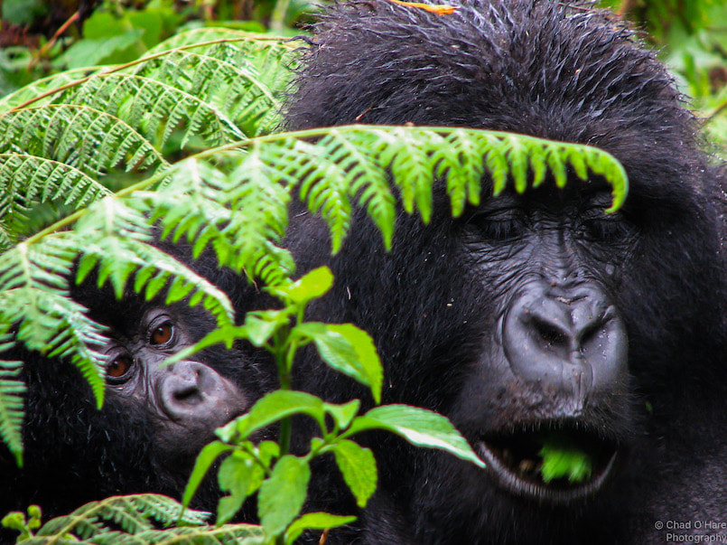 Rwanda-gorillas