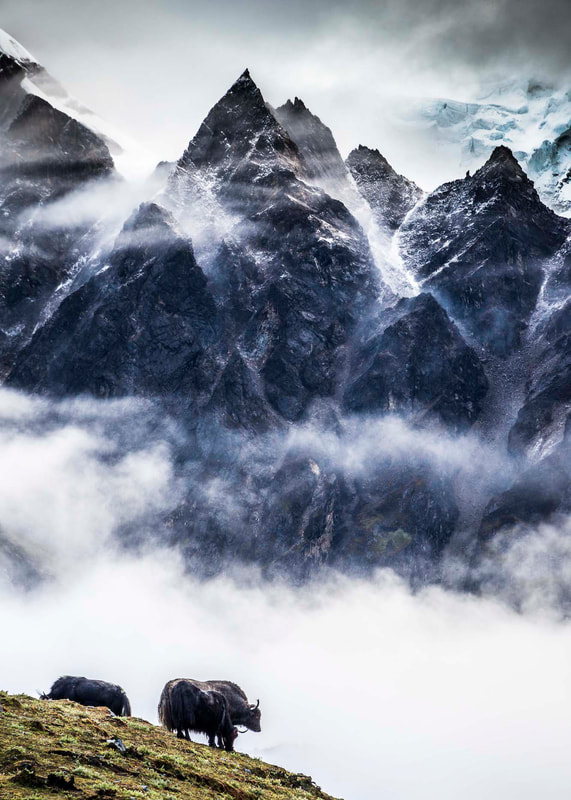 Snowman-Trek-Bhutan-yaks
