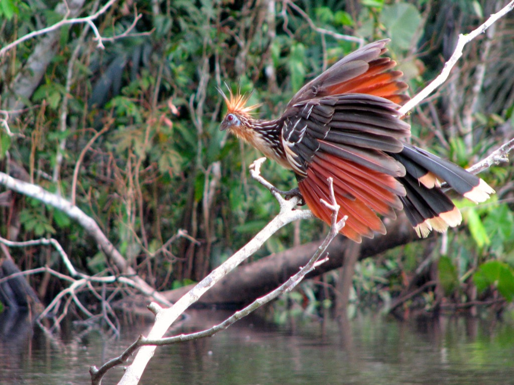 Ecuador-Birds-Amazon-Water