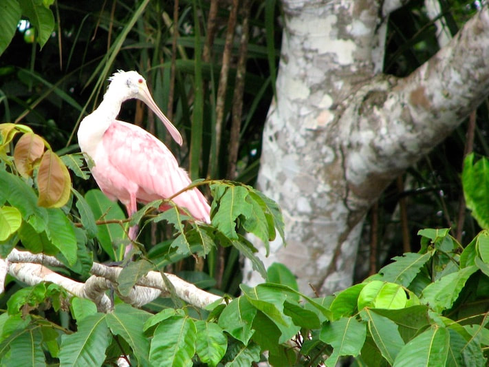 Ecuador-Amazon-Waterbird-pink