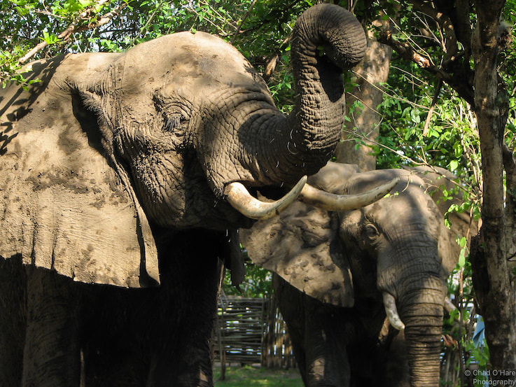 Zambia-Elephants-NP